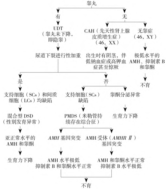 在新共識(shí)中認(rèn)識(shí)AMH