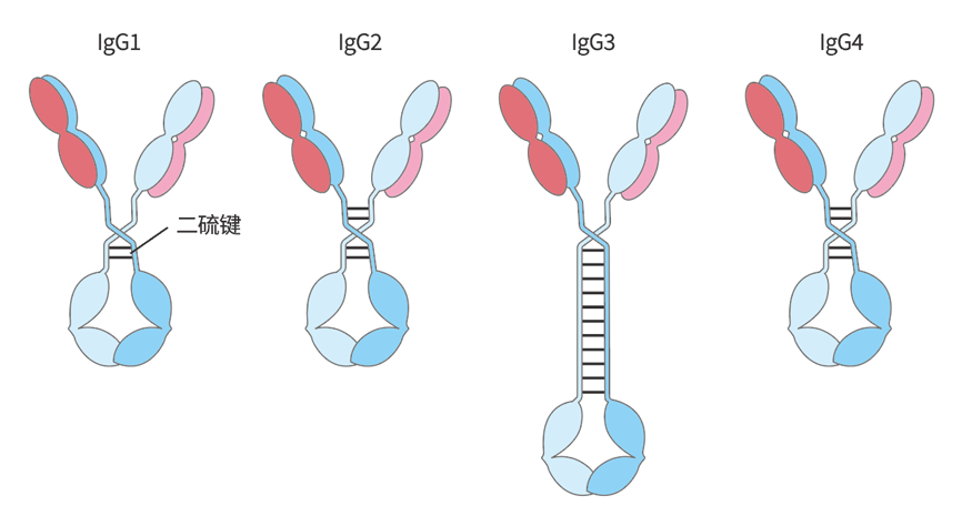 一文帶你了解IgG4這個(gè)指標(biāo)